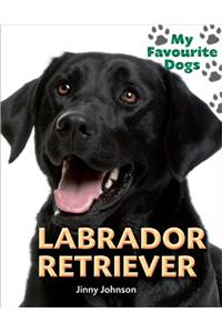Labrador Retriever