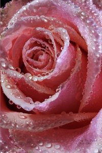 Dew Drop Rose Journal