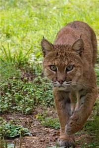 Bobcat Animal Journal