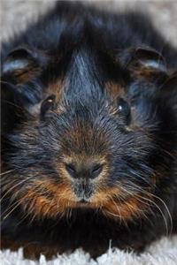 What a Face! Adorable Black and Tan Guinea Pig Up Close Journal
