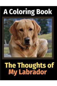 Thoughts of My Labrador