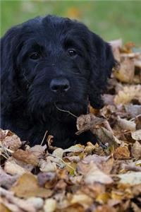 Labradoodle Notebook