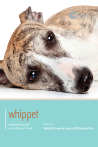 Whippet - Dog Expert