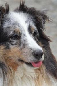 My Shetland Sheepdog Notebook