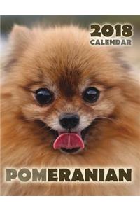 Pomeranian 2018 Calendar