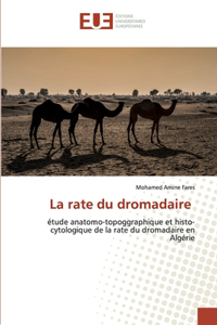 rate du dromadaire