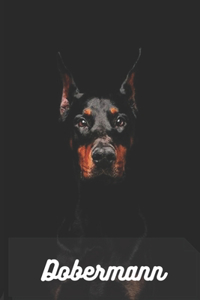 Dobermann