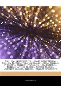 Articles on Trillium, Including: Trillium Chloropetalum, Trillium Erectum, Trillium Grandiflorum, Trillium Persistens, Trillium Ovatum, Trillium Cates