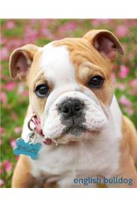 English Bulldog