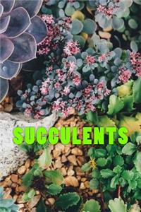 Succulents