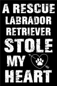 A Rescue Labrador Retriever Stole My Heart