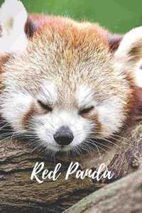Red Panda
