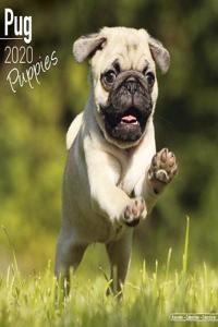 Pug Puppies Calendar 2020