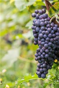 Pinot Noir Grapes in the Vineyard Journal