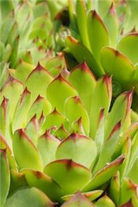 Sempervivum Houseleek Journal