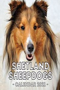 Shetland Sheepdogs