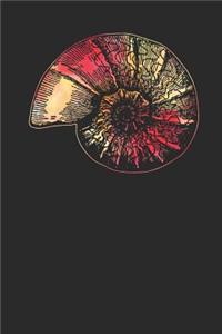 Snail Shell