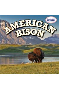 American Bison