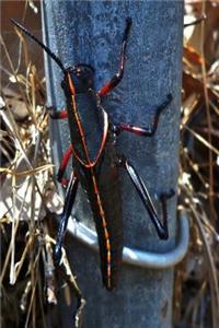 Black Grasshopper Journal