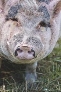 The Happy Pig Journal