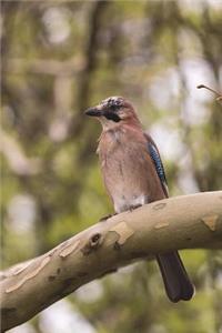 Eurasian Jay Bird Journal
