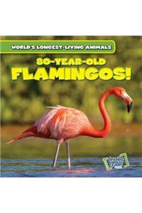 80-Year-Old Flamingos!