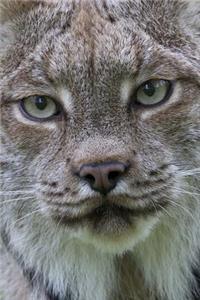 Canadian Lynx Portrait Journal