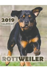 Rottweiler 2019 Calendar