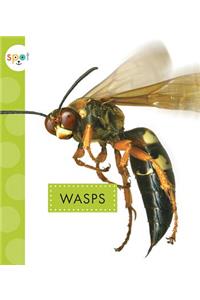 Wasps