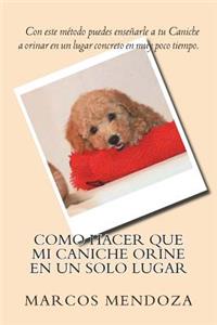 Como Hacer que Mi Caniche Orine en un Solo Lugar