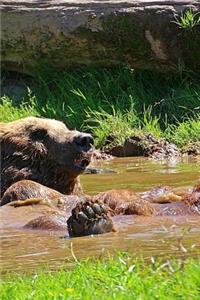 Brown Bear Taking a Bath in a Pond Journal