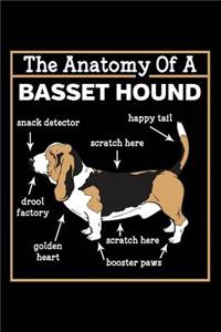 Anatomy of a Basset Hound