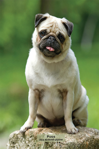 Pugs 2024 Engagement