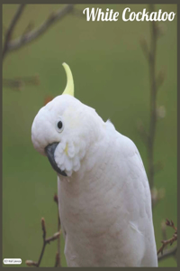 White Cockatoo 2021 Wall Calendar