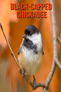 Black-Capped Chickadee