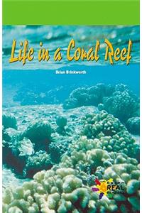 Life in a Coral Reef