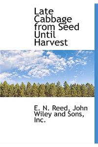 Late Cabbage from Seed Until Harvest