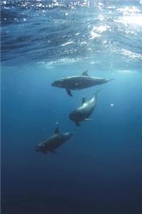 Dolphins in the Red Sea Journal