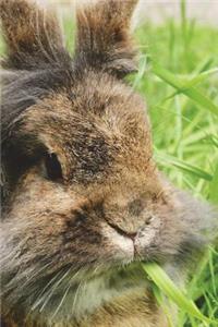 Lionhead Rabbit Journal
