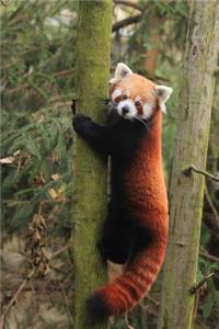 An Adorable Red Panda (Ailurus fulgens) Climbing a Tree Journal