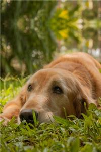 Golden Retriever Dog Pup Puppy Doggie Notebook Bullet Journal Diary Composition Book Notepad - Tired in Meadow