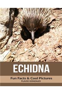 Echidna: Fun Facts & Cool Pictures