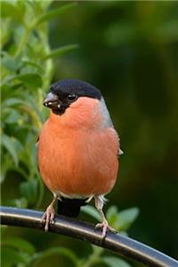 Bullfinch Notebook