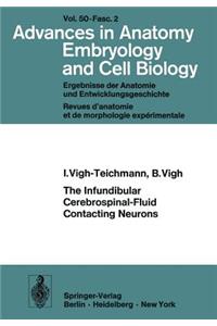 Infundibular Cerebrospinal-Fluid Contacting Neurons