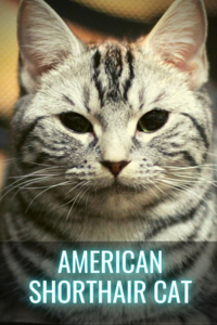 American Shorthair Cat