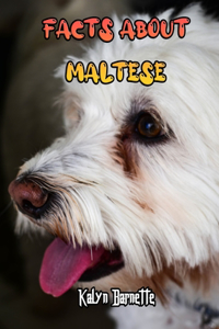 Facts about Maltese