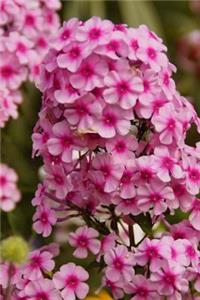 Pink Phlox Flower Journal