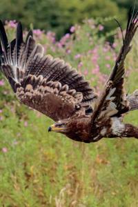 Steppe Eagle (Aquila Nipalensis) Journal