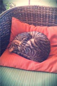 Sweet Napping Tabby Cat on a Cushion on a Chair Journal