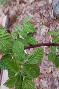 Journal Spring Leaves Thorny Vine